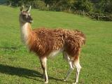 Guanaco bull