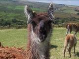 Young female guanaco