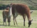Guanaco and chulengo