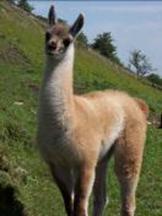 Chulengo