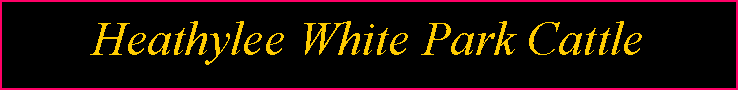 Text Box: Heathylee White Park Cattle