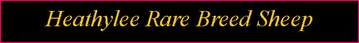 Text Box: Heathylee Rare Breed Sheep