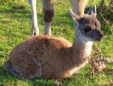 Just born chulengo