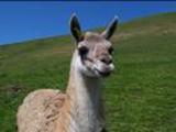 Guanaco head