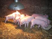 3 day old piglets