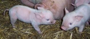 new born piglets