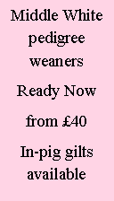 Text Box: Middle White pedigree weaners Ready Nowfrom �45