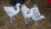 sussex pullets