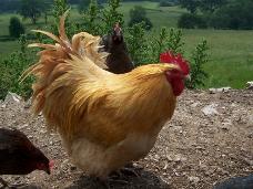 buff orpington cockerel