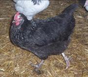 daisybelle pullet