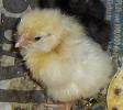 buff orpington chick