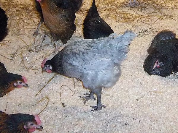 Point of Lay Pullets