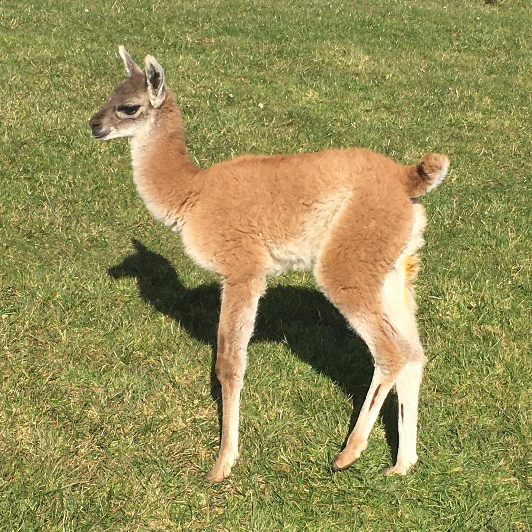 Guanaco Chulengo born in the UK 