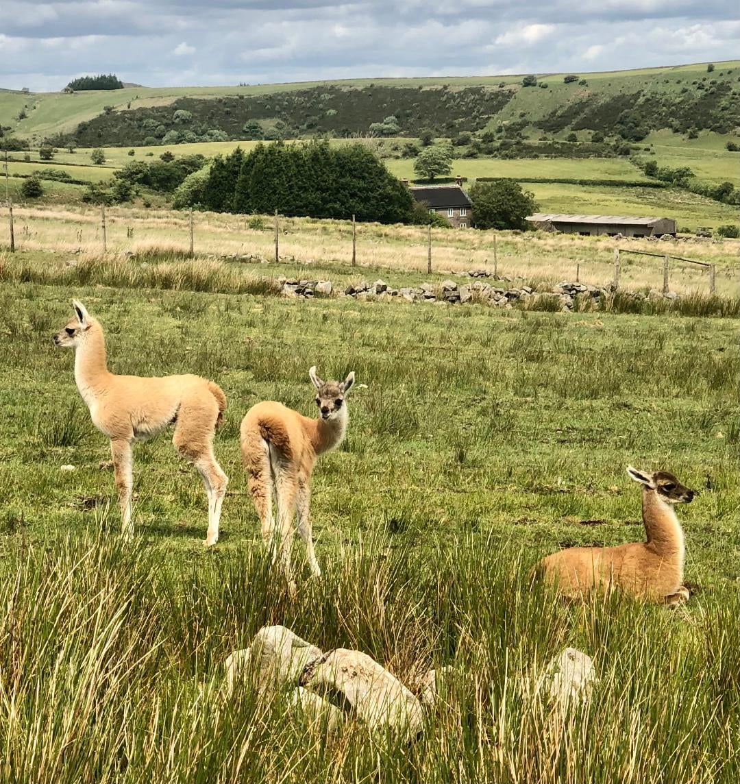 Chulengo born in the UK Guanaco