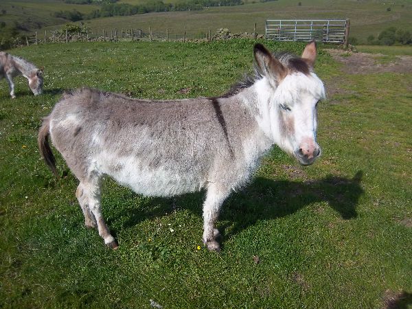 Miniature Donkeys