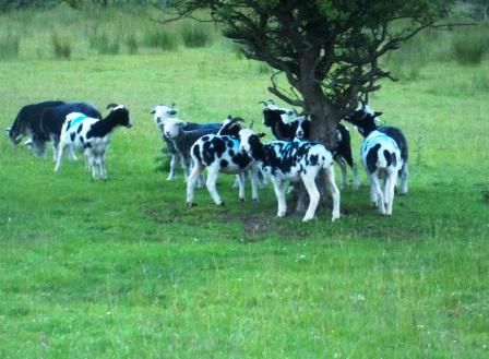 Commercial Livestock