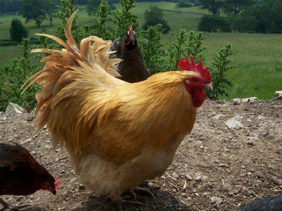 Pekin Bantams