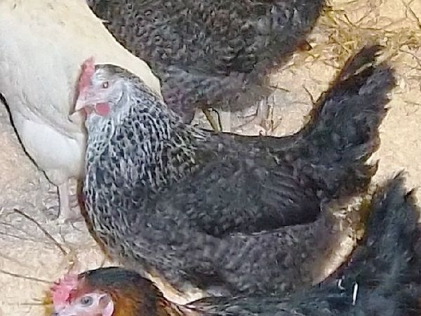 Point of Lay Pullets