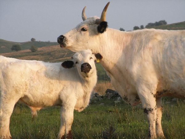 White Park Cattle